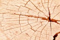 Wood cross section rings nature texture brown  with line cracked patterns of tree trunk background Royalty Free Stock Photo