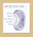 Wood cross section scheme sketch