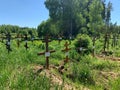 wood crosses on graves in cemetery in summer. cemetery in the green forest. grave unknown monuments on the field