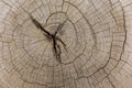 Wood cut background log timber , top view - Natural old wood texture of tree stump Cross section of tree trunk