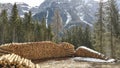 wood cut from the forest and stacked Royalty Free Stock Photo