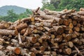 Wood cut logs are arranged in the outdoor field, prepared to the next factorial process Royalty Free Stock Photo