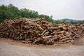 Wood cut logs are arranged in the outdoor field, prepared to the next factorial process Royalty Free Stock Photo