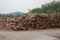 Wood cut logs are arranged in the outdoor field, prepared to the next factorial process Royalty Free Stock Photo