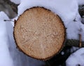 Wood cut in the snow