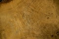 Wood cut texture Royalty Free Stock Photo