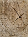 Wood cut texture. Pattern on an old tree stump. Concentric circles, lines and annual rings. Natural background. Royalty Free Stock Photo