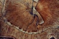 Wood cut texture ring Royalty Free Stock Photo
