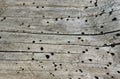 Wood damaged by pest bark beetle