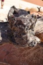 Wood deadvlei sossusvlei Dry pan tree desert Sand dune Namibia Africa Royalty Free Stock Photo