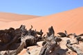 Wood deadvlei sossusvlei Dry pan tree desert Sand dune Namibia Africa Royalty Free Stock Photo