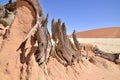 Wood deadvlei sossusvlei Dry pan tree desert Sand dune Namibia Africa Royalty Free Stock Photo