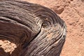 Wood deadvlei sossusvlei Dry pan tree desert Sand dune Namibia Africa Royalty Free Stock Photo