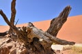 Wood deadvlei sossusvlei Dry pan tree desert Sand dune Namibia Africa Royalty Free Stock Photo