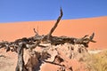 Wood deadvlei sossusvlei Dry pan tree desert Sand dune Namibia Africa Royalty Free Stock Photo