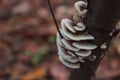 A wood-decay fungus on a dead tree brach Royalty Free Stock Photo