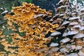 Wood Decay Fungus On Old Stump
