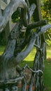 Wood decoration in the Karimunjawa traditional house