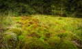 Wood deep moss in the forest. Green moss in the Carpathians. Royalty Free Stock Photo