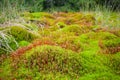 Wood deep moss in the forest. Green moss in the Carpathians. Royalty Free Stock Photo