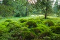 Wood deep moss in the forest. Green moss in the Carpathians. Royalty Free Stock Photo