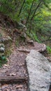 Wood and dirt steps through forest trails
