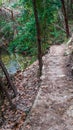 Wood and dirt steps through forest trails