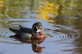 Wood duck