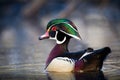 Wood Duck Royalty Free Stock Photo