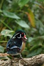 Wood Duck Royalty Free Stock Photo
