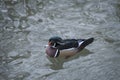 Wood Duck Royalty Free Stock Photo