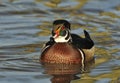 Wood Duck - Aix sponsa Royalty Free Stock Photo