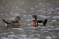 Wood Duck (Aix sponsa)