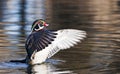 Wood Duck Royalty Free Stock Photo