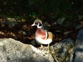 The wood duck Aix sponsa The Carolina duck or Die Brautente, Abenteurland Walter Zoo Royalty Free Stock Photo