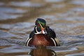 Wood Duck (Aix sponsa) male Royalty Free Stock Photo