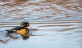 Wood Duck Aix sponsa male in beautiful reflective lake water on an afternoon in late fall Royalty Free Stock Photo