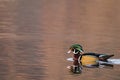 Wood Duck Aix sponsa male in beautiful reflective lake water on an afternoon in late fall Royalty Free Stock Photo