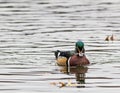 Wood Duck, Aix sponsa, male swims towards viewer Royalty Free Stock Photo