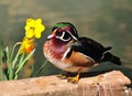 Wood duck (Aix sponsa) standing Royalty Free Stock Photo