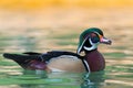 Wood duck - Aix sponsa Royalty Free Stock Photo