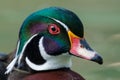 Wood duck - Aix sponsa Royalty Free Stock Photo