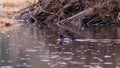 Wood duck Aix sponsa swimming in a Beaver lake of Stanley park under light rain.
