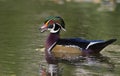 Wood Duck Royalty Free Stock Photo