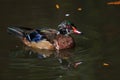 Wood Duck - Aix sponsa Royalty Free Stock Photo