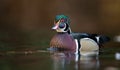 A Wood Duck in Autumn