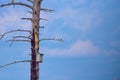 Wood duck bird house on an isolated dead tree with a small kestrel on branch - sunny day with blue skies and white clouds in the C Royalty Free Stock Photo