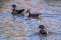 Wood Duck Royalty Free Stock Photo