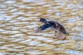Wood Duck Royalty Free Stock Photo