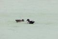 wood duck or Carolina duck (Aix sponsa)  Peaceful Waters Sanctuary Florida USA Royalty Free Stock Photo